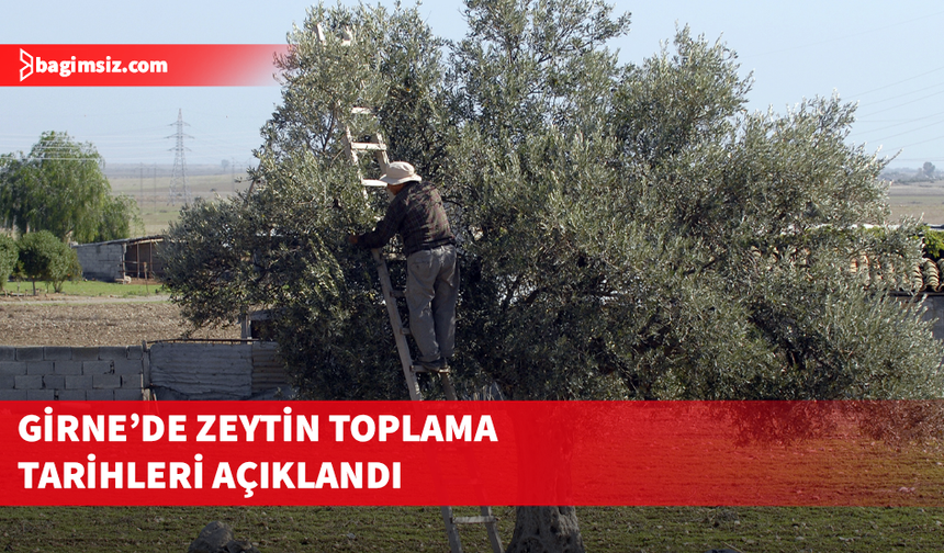 Girne’de zeytin toplama tarihleri açıklandı