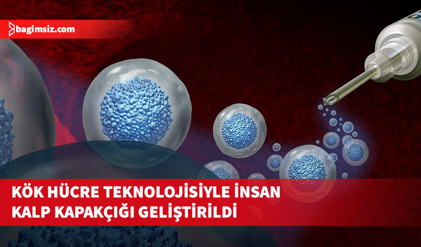 Avustralya'da kök hücreden, insandakine benzer kalp kapakçık dokuları üretildi