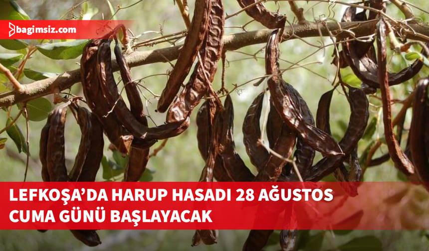 Lefkoşa’da harup hasadı 28 Ağustos Cuma günü başlayacak