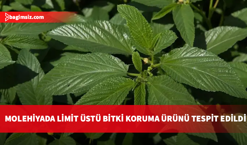 Gıda denetimleri: Molehiyada limit üstü bitki koruma ürünü tespit edildi