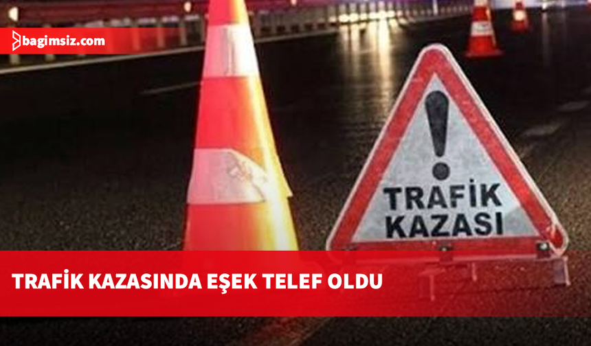 Yeşilköy-Erenköy anayolunda kaza: Çarpışma sonucu eşek olay yerinde telef oldu