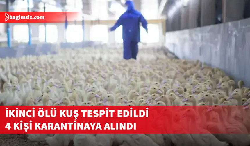 Güney Kıbrıs’ta kuş gribi alarmı: İkinci şüpheli vaka da ortaya çıktı