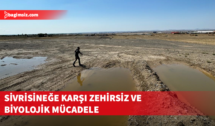 Serinsu: Mücadele uçkun sivrisineğe değil, kaynağa yapılıyor