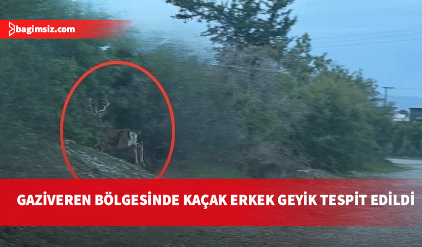 Aydınköy-Gaziveren bölgesinde kaçak geyik alarmı: Kesinlikle yaklaşmayın, saldırabilir