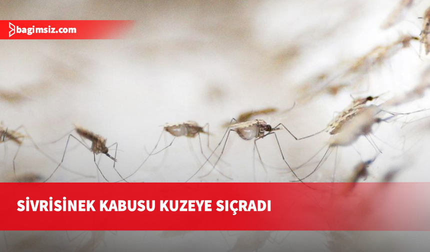 AB'de Batı Nil virüsü vakaları rekor seviyeye ulaştı
