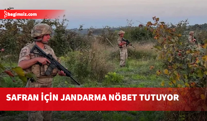 Türkiye’de Karabük’ün Safranbolu ilçesinde yetiştirilen safranın kilosu 900 bin lirayı buldu
